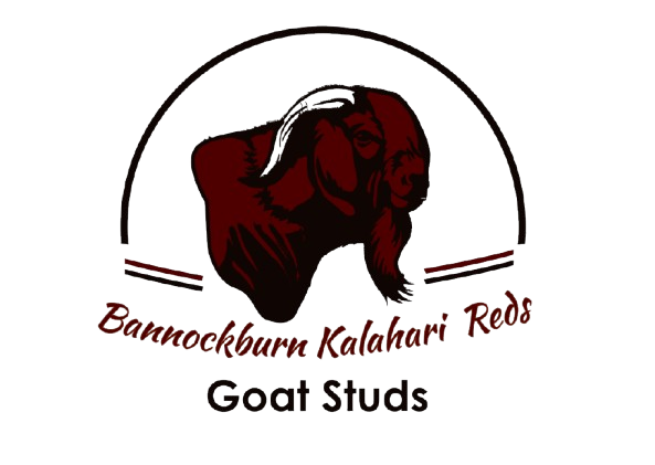 bkstudgoats
